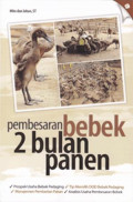 Pembesaran Bebek 2 Bulan Panen